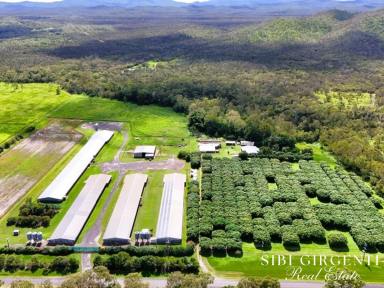 Livestock For Sale - QLD - Biboohra - 4880 - IMMEDIATE INCOME AND A STRONG INVESTMENT  (Image 2)