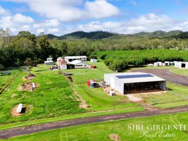 Livestock For Sale - QLD - Biboohra - 4880 - IMMEDIATE INCOME AND A STRONG INVESTMENT  (Image 2)