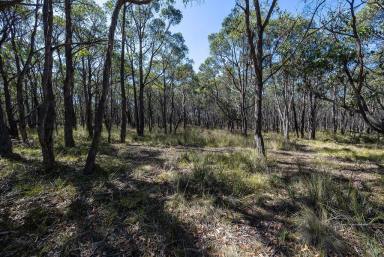 Residential Block For Sale - VIC - Staffordshire Reef - 3351 - Picturesque Acreage – Natural Bush Setting  (Image 2)