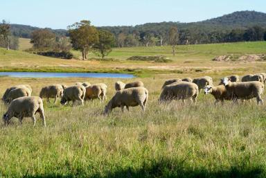 Livestock For Sale - NSW - Marulan - 2579 - "Mooroowoollen"  464 Hectares, 40 Paddocks, Water Licence, 3 Houses, Managers Cottage, Site Office, Hard Stand  (Image 2)