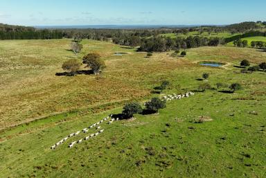 Livestock For Sale - NSW - Marulan - 2579 - "Mooroowoollen" 464 Hectares Grazing Estate with 40 Paddocks, Water Licence, 3 Houses, Managers Cottage, Site Office, Hard Stand & Hume Hwy Frontage  (Image 2)