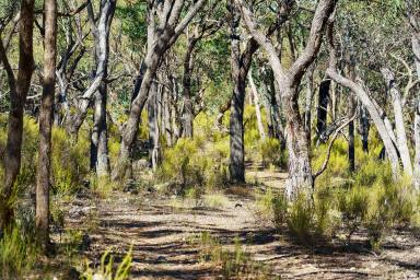 Lifestyle For Sale - VIC - Heathcote - 3523 - 443 ACRE BUSH BLOCK IN HEATHCOTE - A GOLDEN OPPORTUNITY  (Image 2)