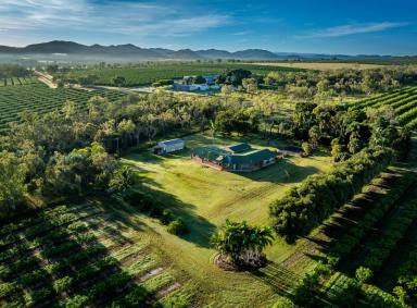 Cropping For Sale - QLD - Dimbulah - 4872 - Pinnacle Mangos  (Image 2)