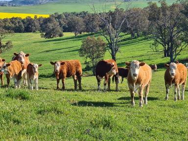 Mixed Farming Sold - NSW - Cootamundra - 2590 - END OF AN ERA AFTER 65* YEARS  (Image 2)