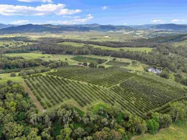 Acreage/Semi-rural For Sale - QLD - Kandanga - 4570 - MARY VALLEY SPECIAL  (Image 2)