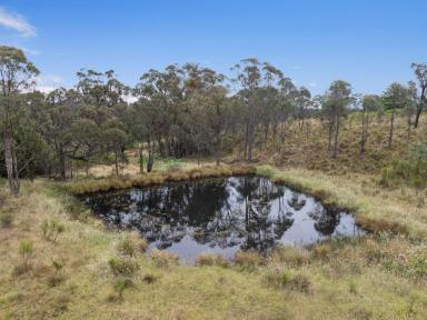 Lifestyle Auction - NSW - Bywong - 2621 - Private & Peaceful Acreage with Building Entitlement  (Image 2)