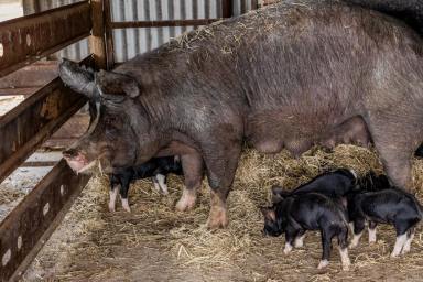 Mixed Farming Auction - NSW - Mangoplah - 2652 - Award Winning Pork Business  (Image 2)