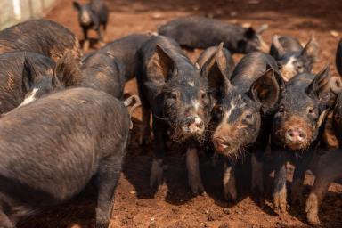 Mixed Farming Auction - NSW - Mangoplah - 2652 - Award Winning Pork Business  (Image 2)