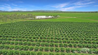 Horticulture For Sale - QLD - Dimbulah - 4872 - LARGE SCALE FARMING VENTURE  (Image 2)