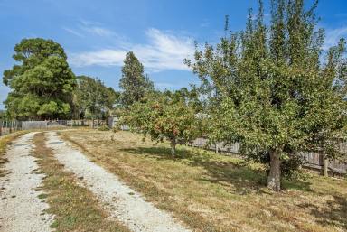 Residential Block For Sale - TAS - Irishtown - 7330 - 6027 Square Metre Block with Privacy & Shed with Storage Room  (Image 2)