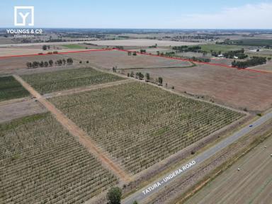 Horticulture For Sale - VIC - Tatura - 3616 - 73 Hectares (180 Acres) - Recently Planted Orchard  (Image 2)