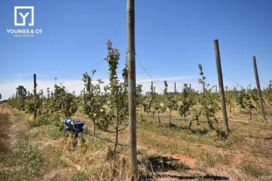 Horticulture For Sale - VIC - Tatura - 3616 - 73 Hectares (180 Acres) - Recently Planted Orchard  (Image 2)