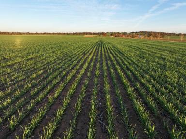 Cropping For Sale - NSW - Temora - 2666 - Turnkey Farming Operation Ready To Roll In 2025  (Image 2)