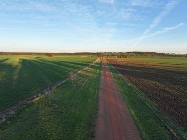 Cropping For Sale - NSW - Temora - 2666 - Turnkey Farming Operation Ready To Roll In 2025  (Image 2)