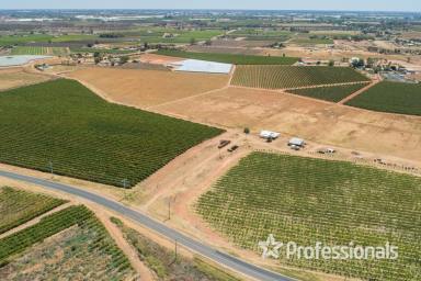 Horticulture For Sale - VIC - Cardross - 3496 - Prime 19.9Ha (49 Acre) Horticultural Land  (Image 2)