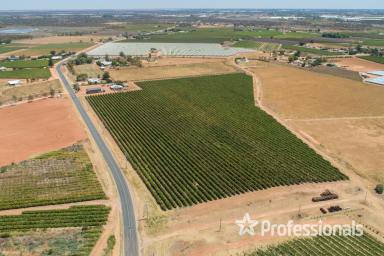 Horticulture For Sale - VIC - Cardross - 3496 - Prime 19.9Ha (49 Acre) Horticultural Land  (Image 2)