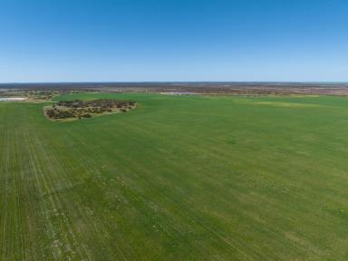 Cropping For Sale - VIC - Murrayville - 3512 - HUNTS  (Image 2)