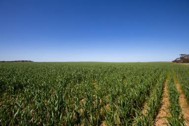 Cropping For Sale - VIC - Murrayville - 3512 - HUNTS  (Image 2)