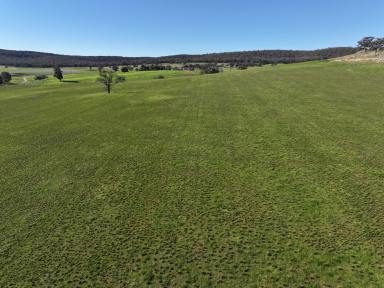 Mixed Farming For Sale - NSW - Mangoplah - 2652 - Prime Undulating Versatile Country  (Image 2)