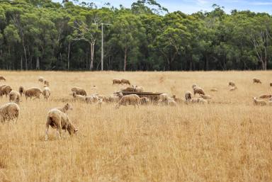 Residential Block For Sale - VIC - Gorae West - 3305 - Perfect Grazing Block  (Image 2)