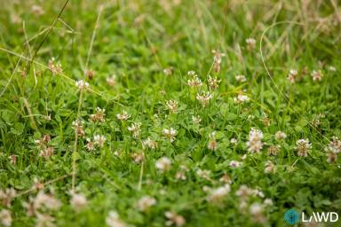 Mixed Farming For Sale - NSW - Armidale - 2350 - PRIME NEW ENGLAND GRAZING  (Image 2)