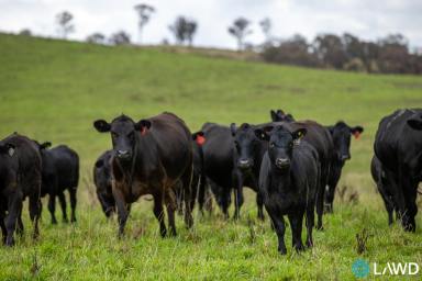 Mixed Farming For Sale - NSW - Armidale - 2350 - PRIME NEW ENGLAND GRAZING  (Image 2)