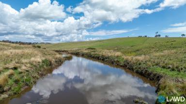 Mixed Farming For Sale - NSW - Armidale - 2350 - PRIME NEW ENGLAND GRAZING  (Image 2)