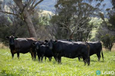 Mixed Farming For Sale - NSW - Armidale - 2350 - PRIME NEW ENGLAND GRAZING  (Image 2)