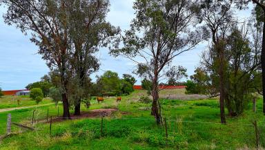 Lifestyle For Sale - NSW - Quirindi - 2343 - UNIQUE  LIFESTYLE ACREAGE  IN IDEAL LOCATION  (Image 2)