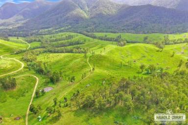 Livestock Auction - NSW - Tenterfield - 2372 - 'Kochs' - Eastern Breeding Country.....  (Image 2)