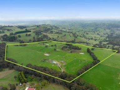 Mixed Farming For Sale - VIC - Kithbrook - 3666 - Blue-Chip Grazing Land with Planning Permit, Strathbogie Ranges  (Image 2)