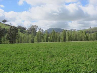 Mixed Farming For Sale - VIC - Sheans Creek - 3666 - Blue Chip Mixed Farming, Livestock Production Beef Cattle, Equine & Grazing with Sheans Creek Frontage  (Image 2)