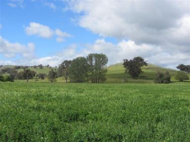 Mixed Farming For Sale - VIC - Sheans Creek - 3666 - Blue Chip Mixed Farming, Livestock Production Beef Cattle, Equine & Grazing with Sheans Creek Frontage  (Image 2)