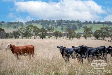 Mixed Farming For Sale - NSW - Glen Innes - 2370 - Prime Basalt Country 5 Minutes from town.  (Image 2)