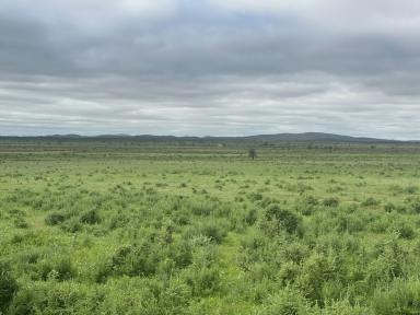 Livestock For Sale - SA - Cavenagh - 5422 - ‘Cavenagh’  (Image 2)