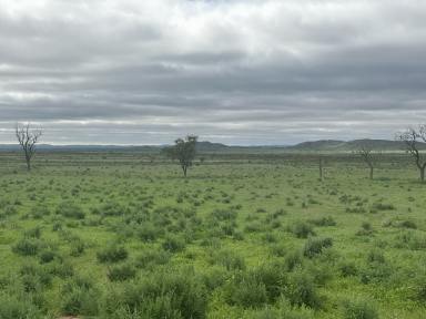 Livestock For Sale - SA - Cavenagh - 5422 - ‘Cavenagh’  (Image 2)