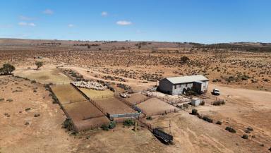 Livestock For Sale - SA - Cavenagh - 5422 - ‘Cavenagh’  (Image 2)