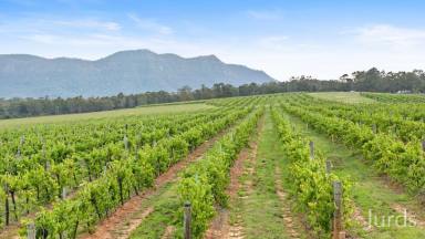 Lifestyle For Sale - NSW - Pokolbin - 2320 - RARE 208 ACRE HOLDING IN HEART OF WINE COUNTRY  (Image 2)