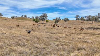 Other (Rural) Auction - NSW - Tamworth - 2340 - SCALE, UPSIDE AND PROXIMITY TO TAMWORTH  (Image 2)