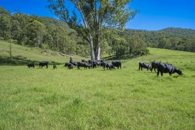 Lifestyle Auction - NSW - Monkerai - 2415 - Beautiful 100-Acre Rural Property with Grazing and Scenic Views  (Image 2)