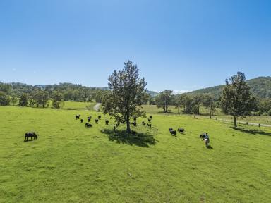 Lifestyle Auction - NSW - Monkerai - 2415 - Beautiful 100-Acre Rural Property with Grazing and Scenic Views  (Image 2)