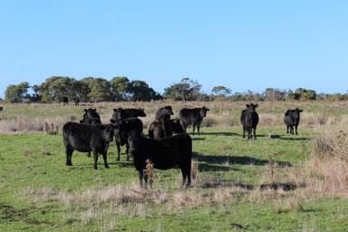 Livestock For Sale - VIC - Bessiebelle - 3304 - FOR LEASE  (Image 2)