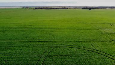 Cropping For Sale - VIC - Minyip - 3392 - Premium Scale Wimmera Cropping Opportunity  (Image 2)