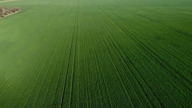 Cropping For Sale - VIC - Minyip - 3392 - Premium Scale Wimmera Cropping Opportunity  (Image 2)