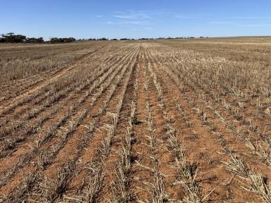 Cropping For Sale - VIC - Murrayville - 3512 - WELL REGARDED CROPPING LAND WITH IRRIGATION OPPORTUNITIES  (Image 2)