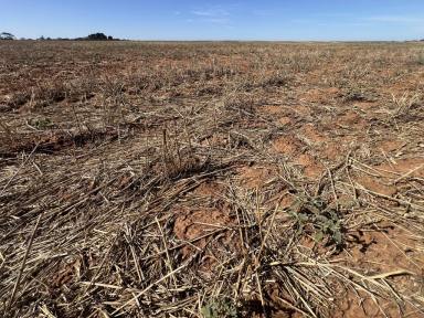 Cropping For Sale - VIC - Murrayville - 3512 - WELL REGARDED CROPPING LAND WITH IRRIGATION OPPORTUNITIES  (Image 2)