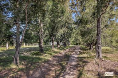 Acreage/Semi-rural For Sale - NSW - Brogo - 2550 - Tranquil Rural Escape on 20 Acres  (Image 2)