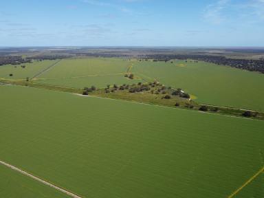 Mixed Farming For Sale - NSW - Hillston - 2675 - Institutional-Scale, Diversified Cropping, Horticulture & Grazing Portfolio with 35,938ML* of Water Entitlements  (Image 2)