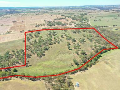 Mixed Farming For Sale - NSW - Young - 2594 - 124acs* With 850m* Of Creek Frontage Only 10mins* To Town  (Image 2)