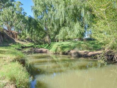 Mixed Farming For Sale - NSW - Young - 2594 - 124acs* With 850m* Of Creek Frontage Only 10mins* To Town  (Image 2)